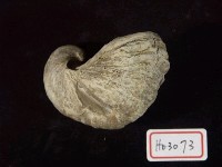 藏品(螺類)的圖片